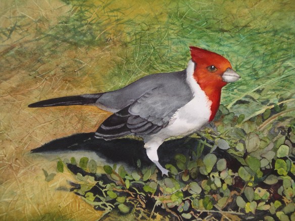 Hawaiian Cardinal